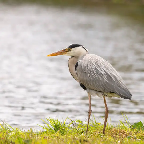 Heron by the water waiting for prey to eat, Dutch wildlife photography, bird photo, Dutch nature The herons are long-legged freshwater and coastal birds in the family Ardeidae