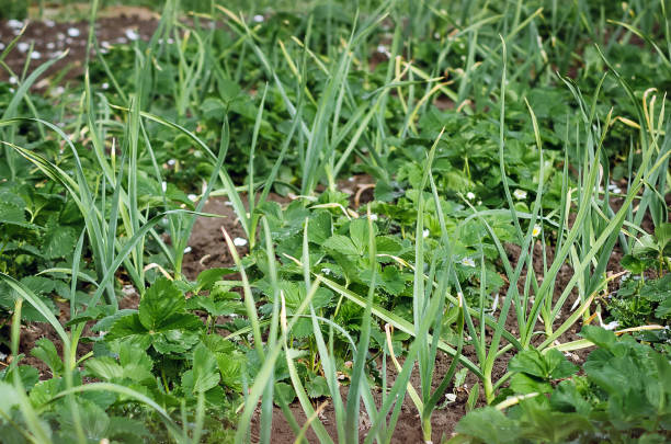 녹색 마늘은 정원에서 딸기 옆에 자랍니다. - strawberry plant bush cultivated 뉴스 사진 이미지