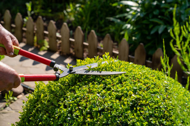 Hands with scissors for cutting bushes and grass shear boxwood in shape of ball. stock photo