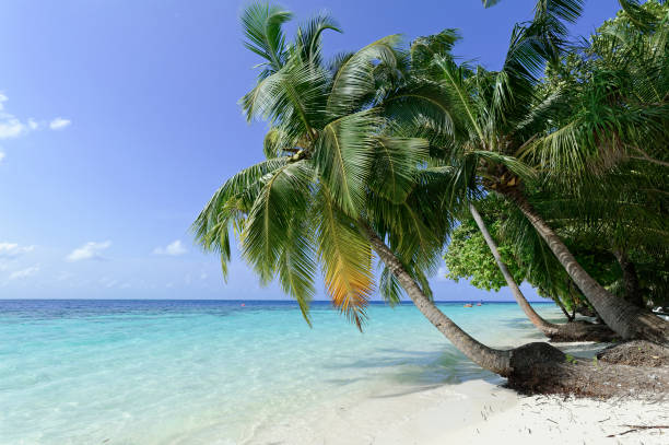 istock Beautiful summer tropical beach on exotic island at Maldives 1226765968