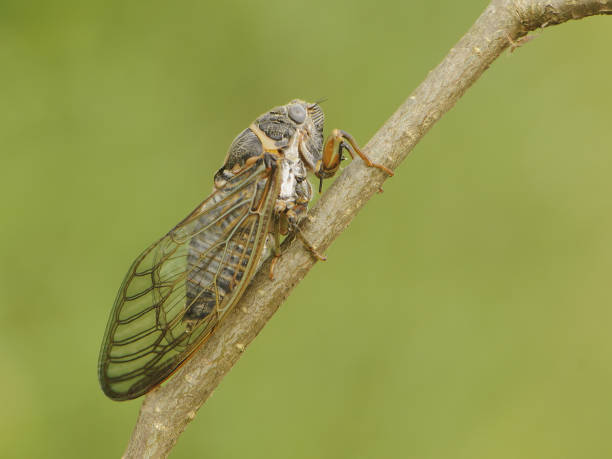 istock Insect cicada sits on forest plant on a summer day in the meadow 1226766160