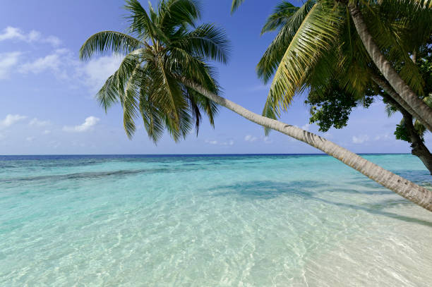 istock Beautiful summer tropical beach on exotic island at Maldives 1226766248