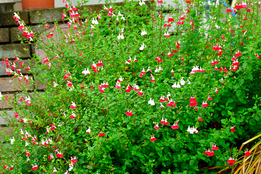 Salvia microphylla, also known as Baby sage, Graham’s sage and Balckcurrent sage, is a perennial shrub, which flowers heavily in late spring to summer and again in autumn. The flowers are bi-colored; white with red on the bottom half of the lower lip. The color of some species can be all white, all red or other colors.