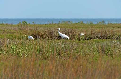 Whooping Crane in the Wetland Along the Gulf Coast in the Aranasas National Wildlife Refuge in Texas