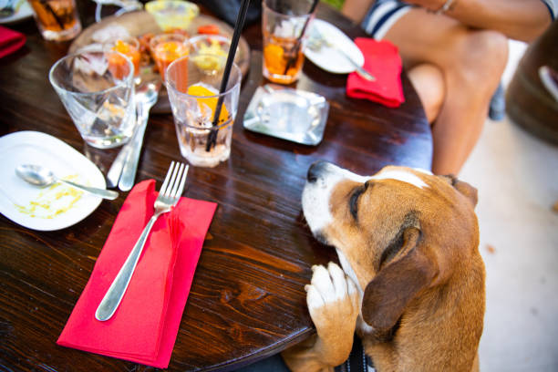 istock Funny dog at happy hour in a pub 1226767589