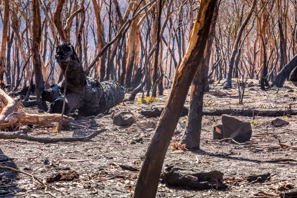 istock A forest in the Snowy Mountains, burnt down during the bush fires in Australia. 1226767656