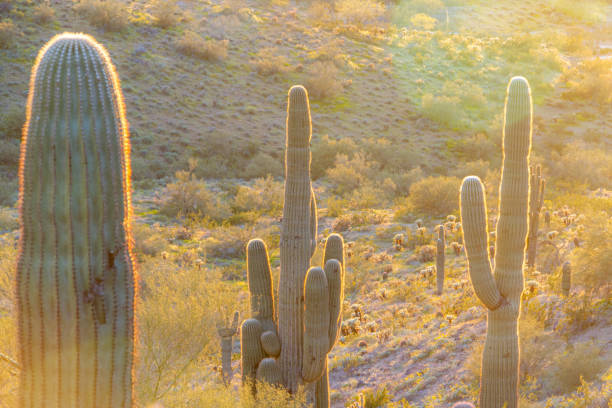 istock Three saguaro cacti backlite be the evening sun in the Sonoran 1226767722