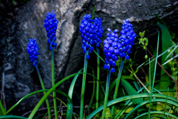 spring blue wild flowers and green foliage,  gentle natural background with vegetation