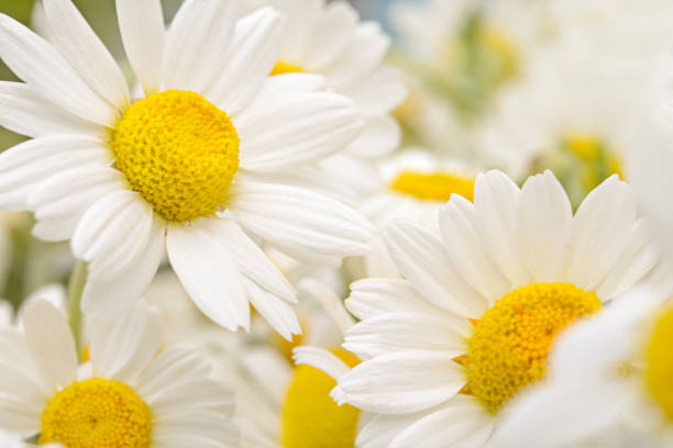 istock Beautiful bouquet of chamomile, background. 1226767996