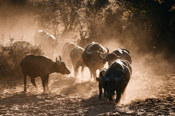 istock African buffalo or Cape buffalo (Syncerus caffer) 1226768680