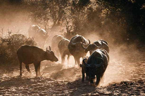 African buffalo or Cape buffalo (Syncerus caffer) stock photo