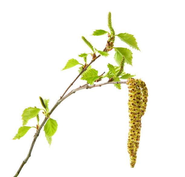 Birch twigs with catkins isolated on a white background. Young spring birch branch with catkins. Spring.