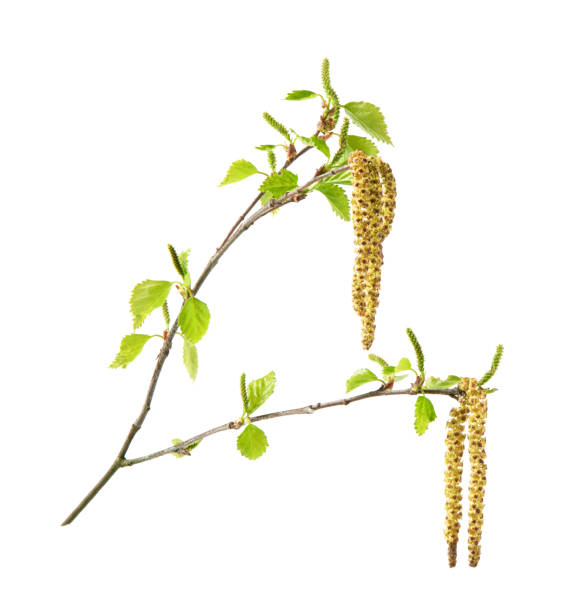 Birch Twigs With Catkins Isolated On A White Stock Photo - Download Image  Now - Birch Tree, Cut Out, Twig - iStock