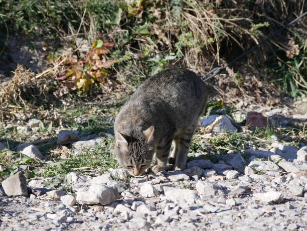 A light gray cat with a black stripe and green eyes sits on a path in the mountains among tall dry grass on a Sunny, warm autumn day.