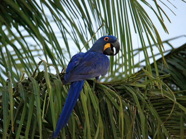 istock Hyacinth Macaw on Branch 1226771026