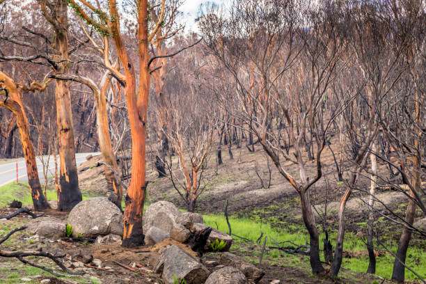istock A forest in the Snowy Mountains, burnt down during the bush fires in Australia. 1226772002