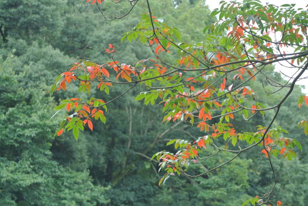 istock Garden tree in early autumn 1226773182