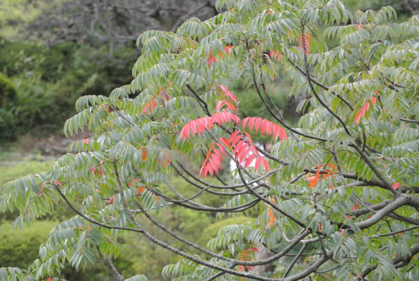 istock Garden tree in early autumn 1226773199