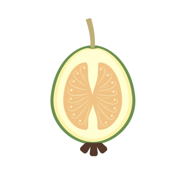 ilustraciones, imágenes clip art, dibujos animados e iconos de stock de feijoa en diseño plano de media fruta cortada - feijoo