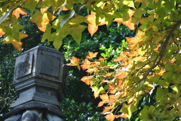 istock Chinese garden in autumn 1226773447