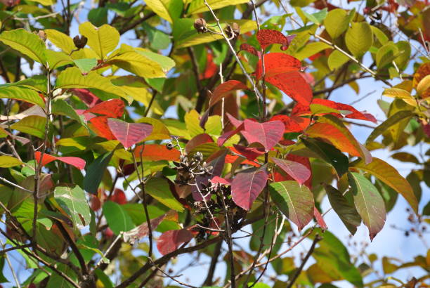istock Chinese garden in autumn 1226773448