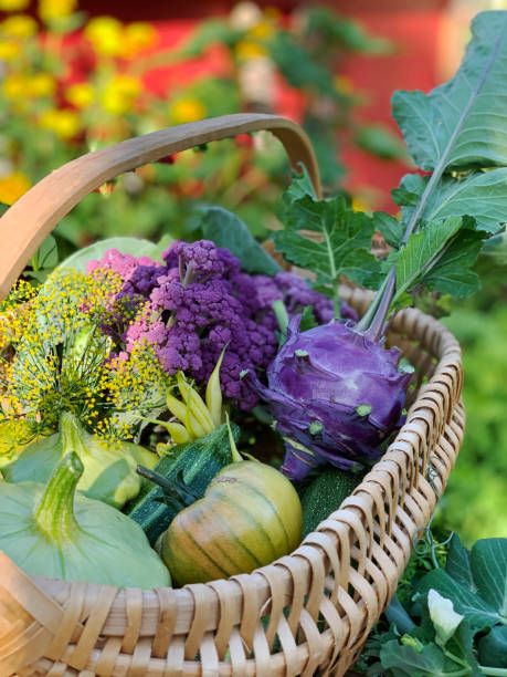 オーガニックガーデンから選んだカラフルな自家製新鮮な食材のバスケット - environment homegrown produce canada north america ストックフォトと画像