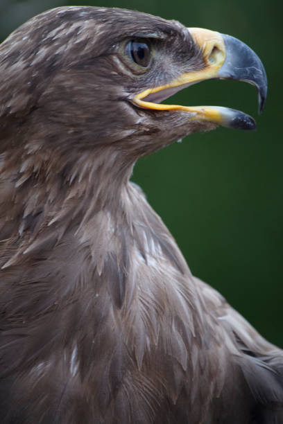 istock eagle detail on green background 1226773642