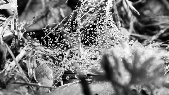 After a rainy night you can see in the middle of the courtyard a spider web covered with water drops, black and white