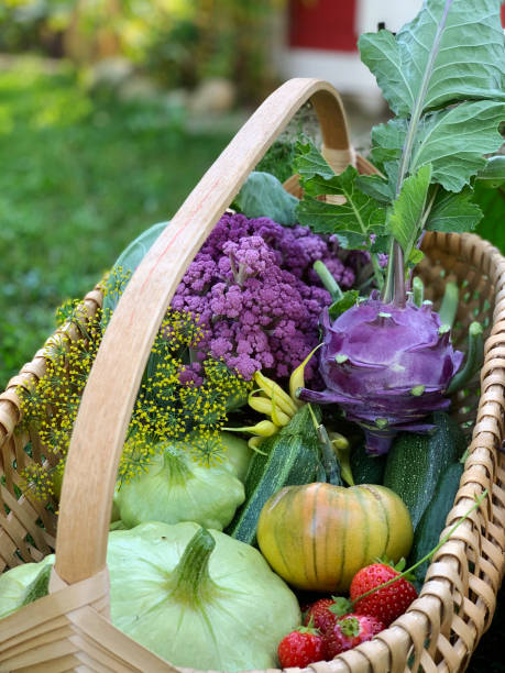 オーガニックガーデンから選んだカラフルな自家製新鮮な食材のバスケット - environment homegrown produce canada north america ストックフォトと画像