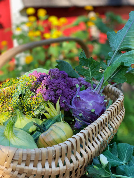 オーガニックガーデンから選んだカラフルな自家製新鮮な食材のバスケット - environment homegrown produce canada north america ストックフォトと画像