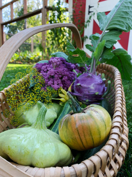 オーガニックガーデンから選んだカラフルな自家製新鮮な食材のバスケット - environment homegrown produce canada north america ストックフォトと画像