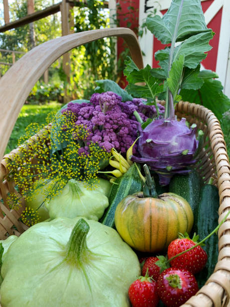 オーガニックガーデンから選んだカラフルな自家製新鮮な食材のバスケット - environment homegrown produce canada north america ストックフォトと画像