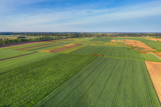 campi verdi e prati a maggio - clover field blue crop foto e immagini stock