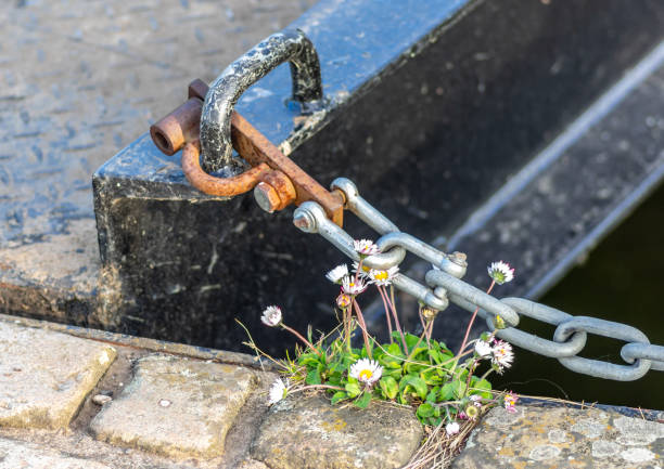 Daisy Chain Lock Example 20+ Daisy Chain Connection Stock Photos, Pictures & Royalty-Free Images ...