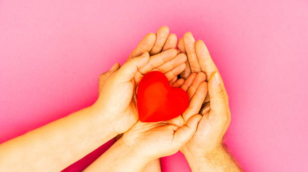 Hands holding red heart on pink background. Health care and love concept. Family insurance and csr concept. World heart day and family happiness. Wellbeing and red heart on hands. Gratitude, be kind, be thankful concept. Family happiness Hands holding red heart on pink background. Health care and love concept. Family insurance and csr concept. World heart day and family happiness. Wellbeing and red heart on hands. Gratitude, be kind, funeral planning stock pictures, royalty-free photos & images