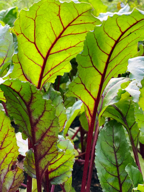 Healthy beet leaves in organic garden lit up by sunlight glow