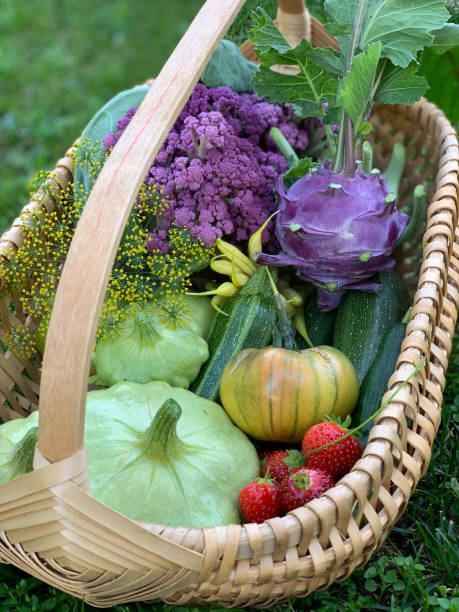 オーガニックガーデンから選んだカラフルな自家製新鮮な食材のバスケット - environment homegrown produce canada north america ストックフォトと画像