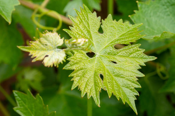 istock Young leafs of grape plant in vineyard 1226778021