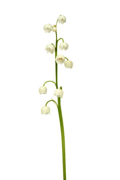 istock Lily of the valley 1226780048