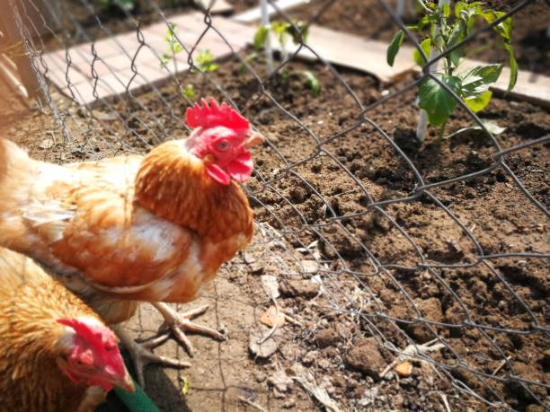 istock Hone grown, home farmed 1226780557