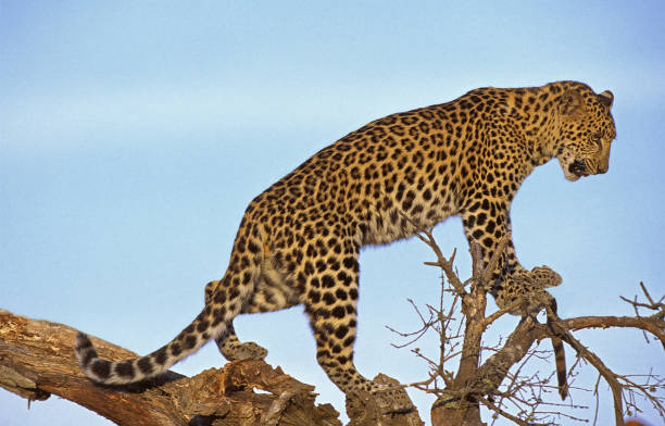 istock LEOPARD panthera pardus, ADULT STANDING ON BRANCH 1226780722