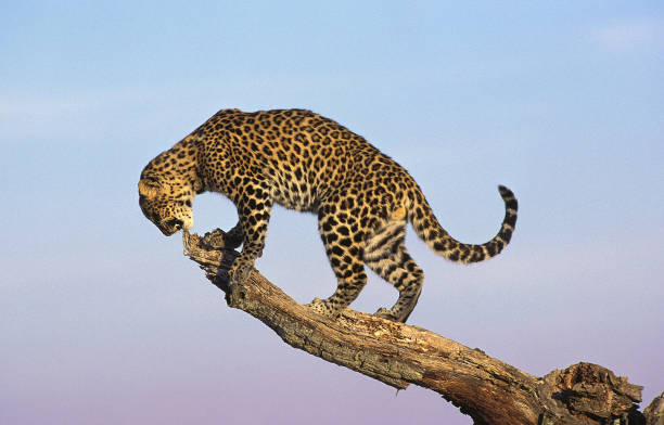 istock LEOPARD panthera pardus, ADULT STANDING ON BRANCH 1226780745