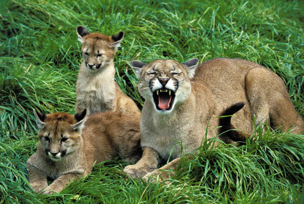 istock COUGAR puma concolor, FEMALE SNARLING, PROTECTING CUB 1226780826