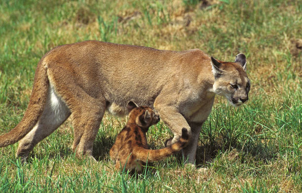 istock COUGAR puma concolor, FEMALE WITH CUB STANDING ON GRASS 1226780893