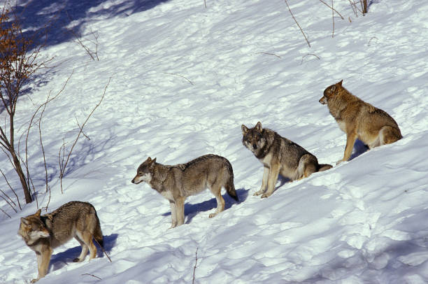 Wolves