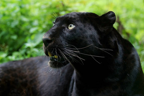 Our Best Black Panther Animal Stock Photos, Pictures & Royalty-Free Images - iStock Our Best Black Panther Animal Stock Photos, Pictures & Royalty-Free Images - iStock