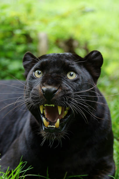 istock BLACK PANTHER panthera pardus, ADULT SNARLING, DEFENSIVE POSTURE 1226781727