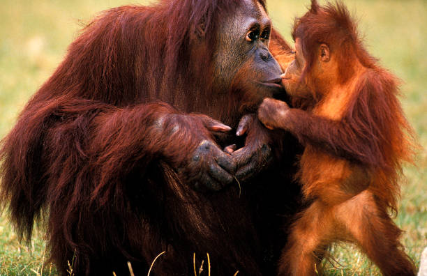 istock ORANG-UTAN pongo pygmaeus, MOTHER WITH BABY 1226781817