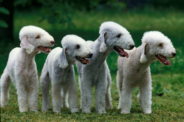 BEDLINGTON TERRIER, GROUP OF ADULTS STANDING ON GRASS stock photo