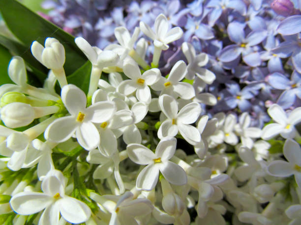 istock White flowers of lilac. 1226781933